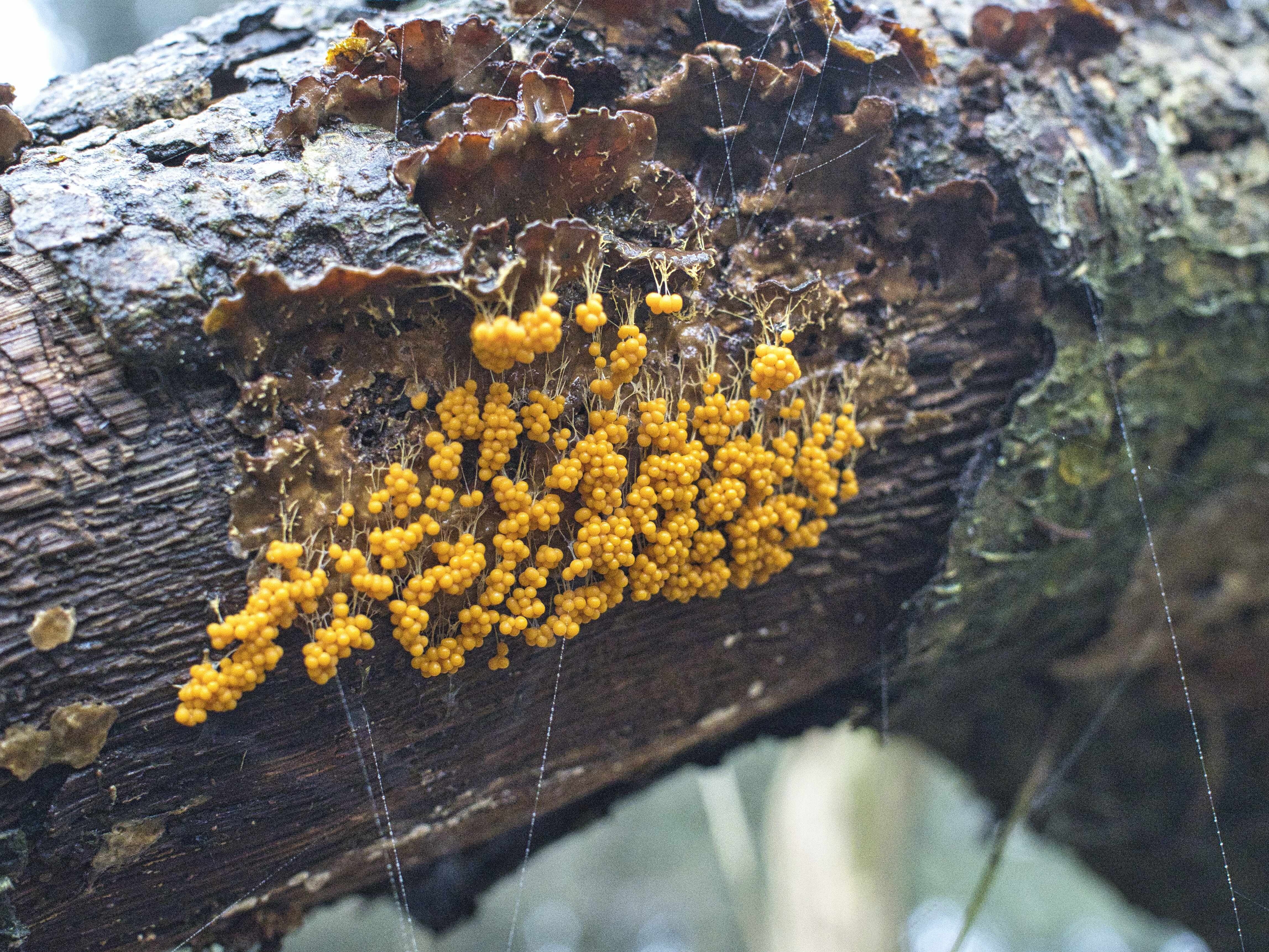 3f841277619526633754be3d2eb3673a